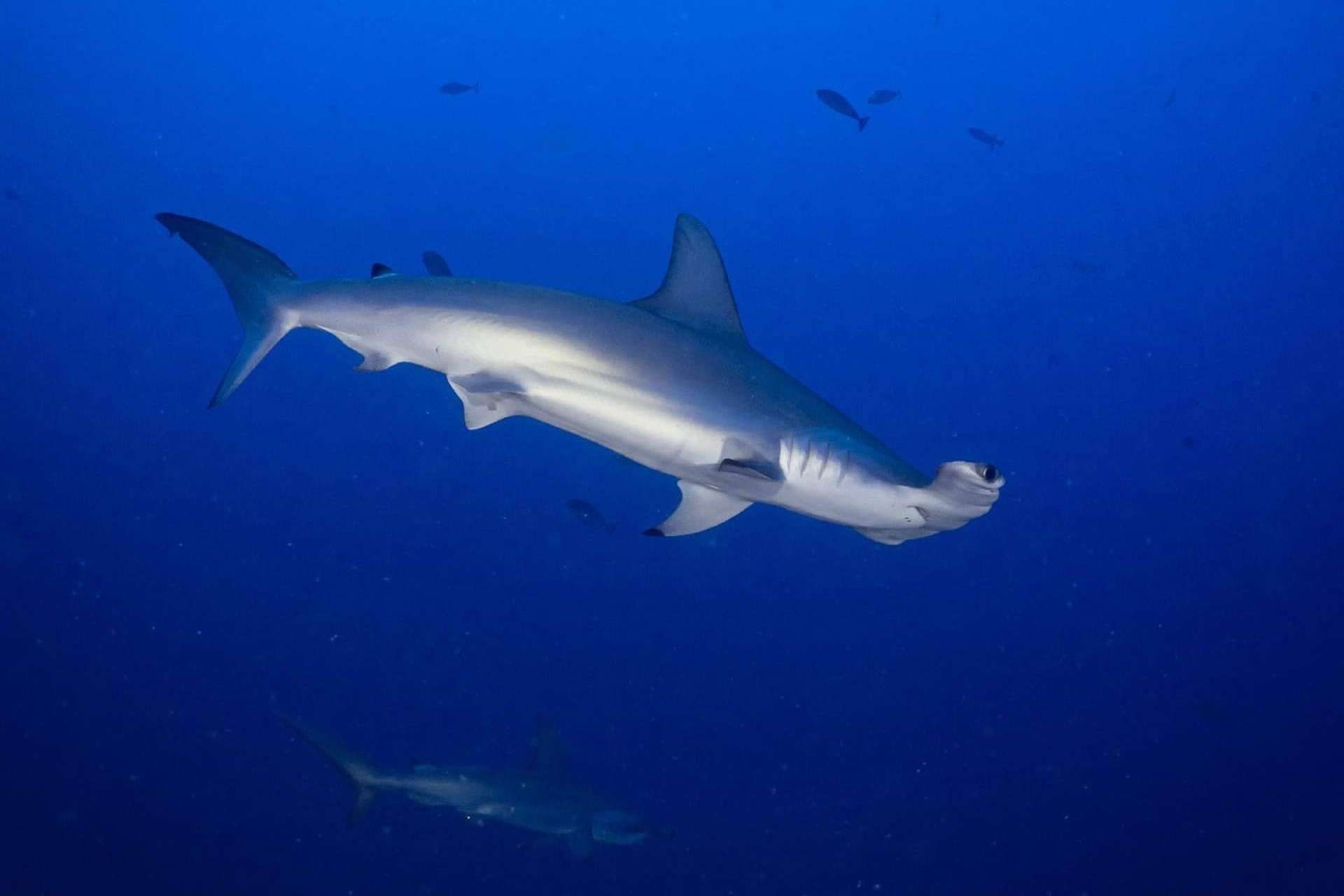 SevenBlue ofrece experiencias de buceo con tiburones