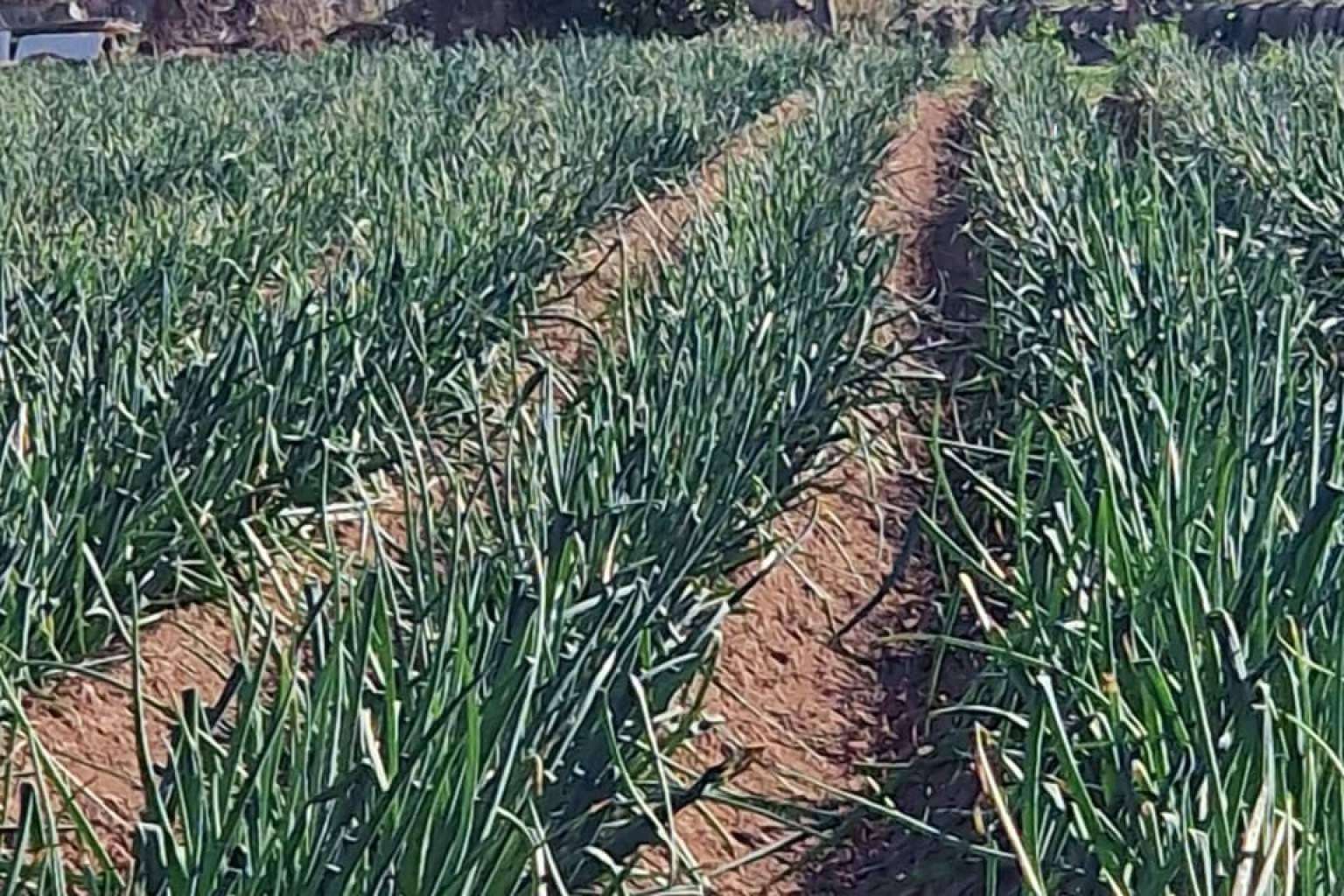 Cal Delaida ofrece calçots de cosecha propia