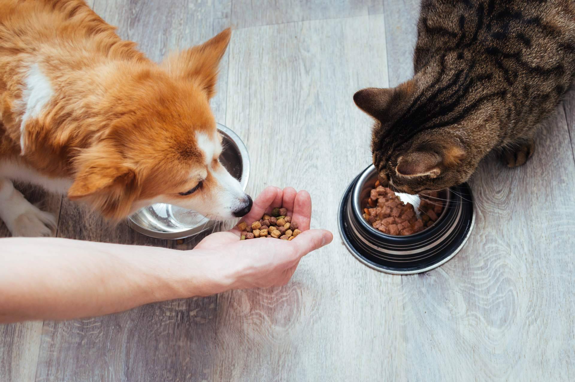 Era Pet Food, auténticos expertos en el sector de la alimentación