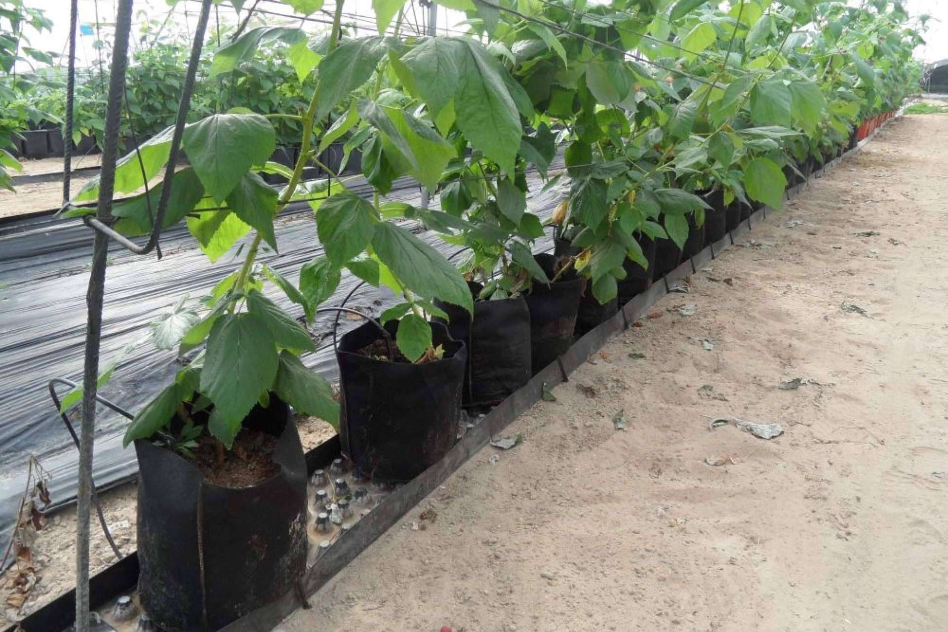 El beneficio de los sacos de cultivo de Floratex para productores