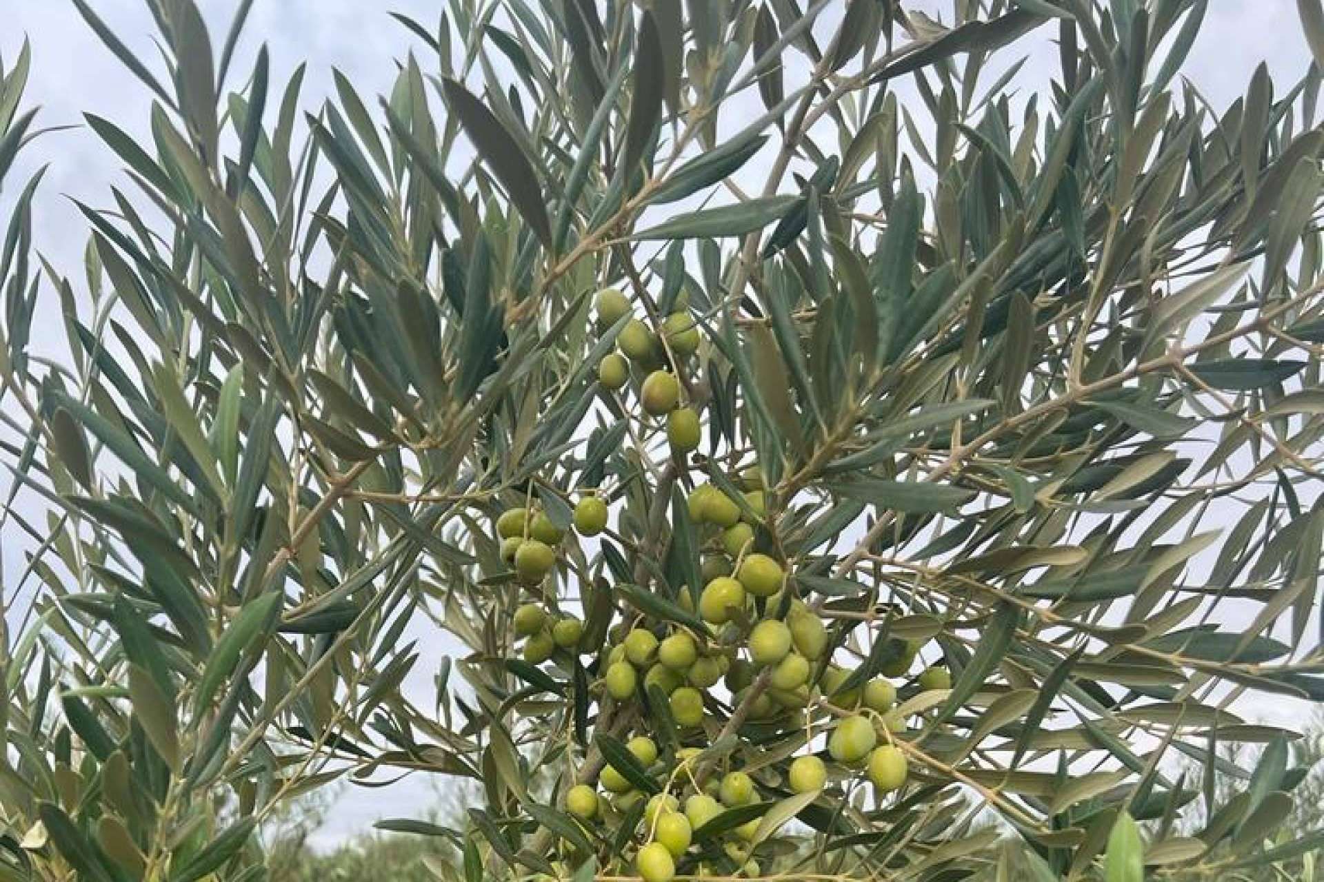 El olivar de Arbequina en secano, cultivo mecanizado y sostenible