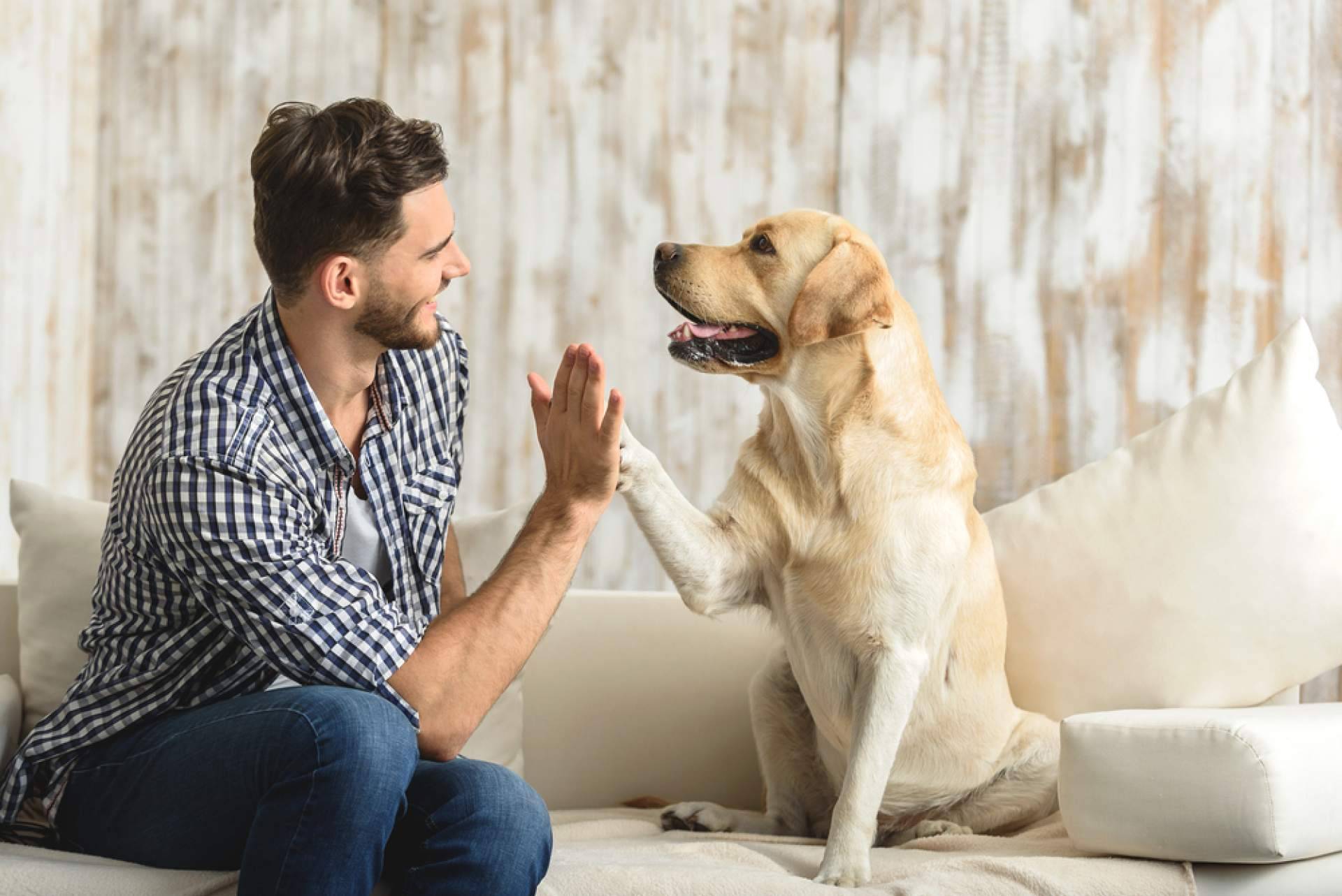 Las claves para garantizar una Navidad feliz a los peludos, por El Perro Feliz