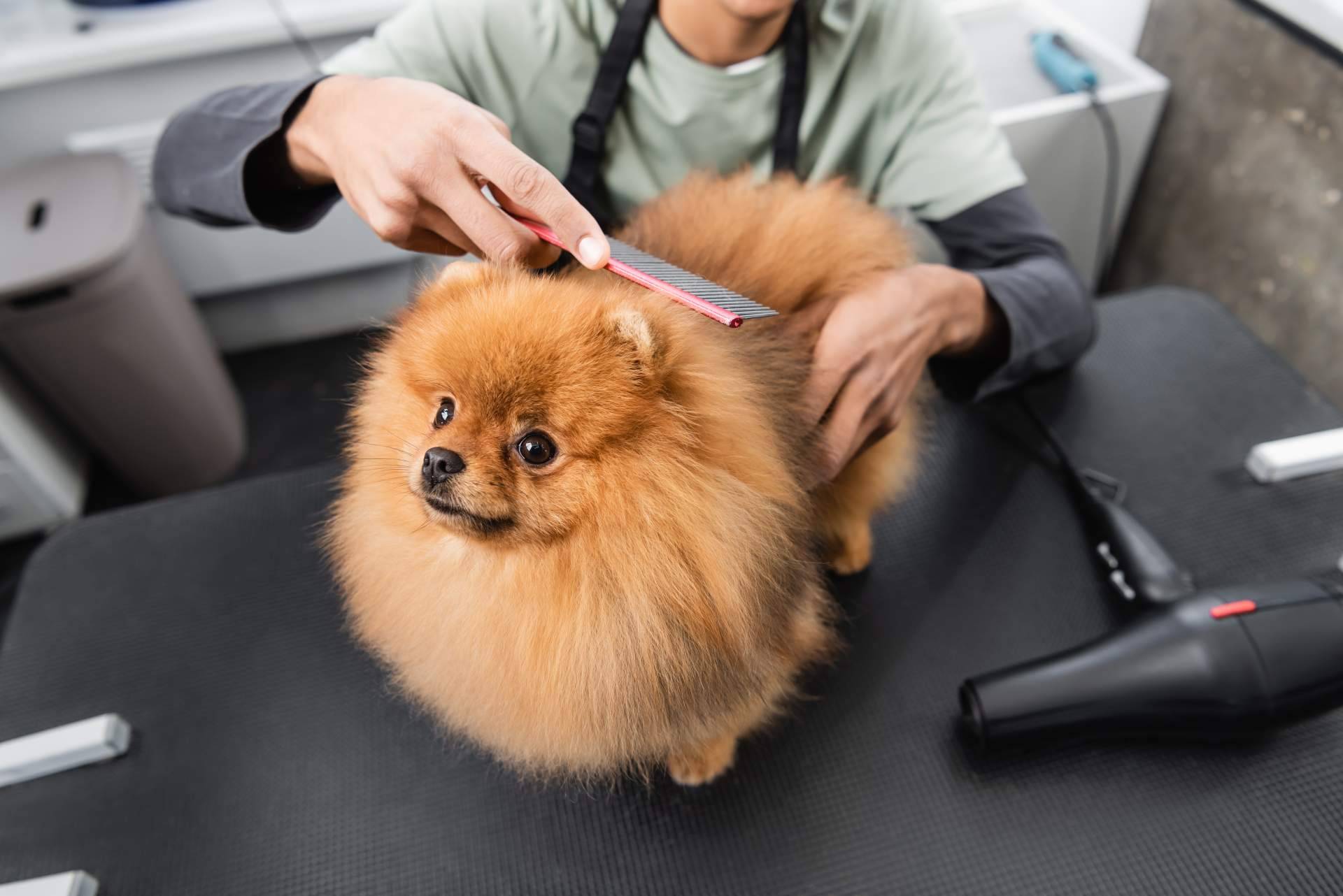 Narval Mascotas y sus servicios de peluquería canina y felina en Leganés