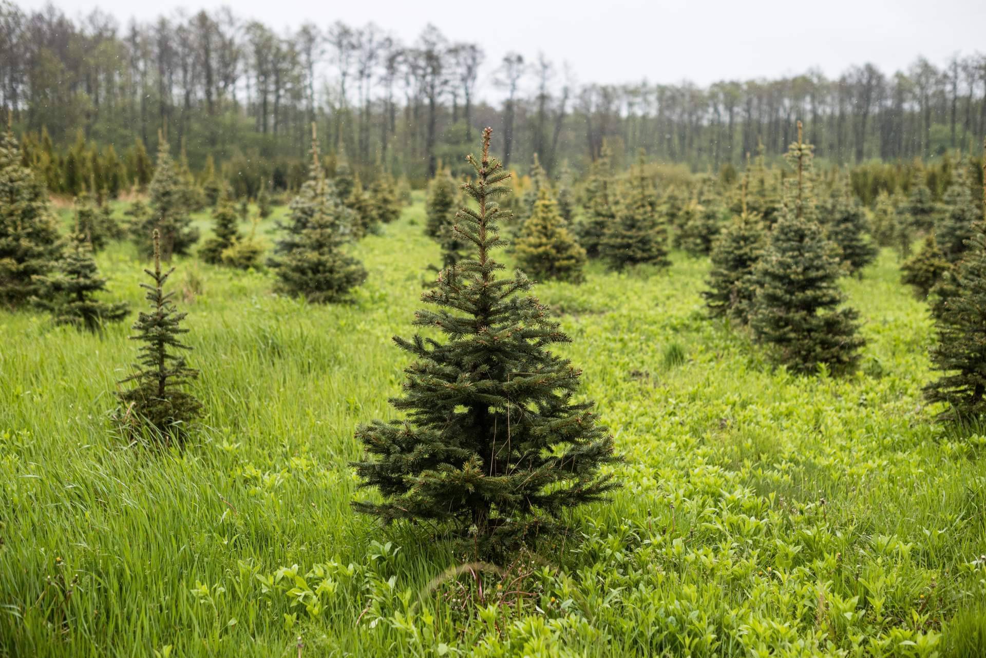 Navet ofrece árboles de Navidad naturales sostenibles