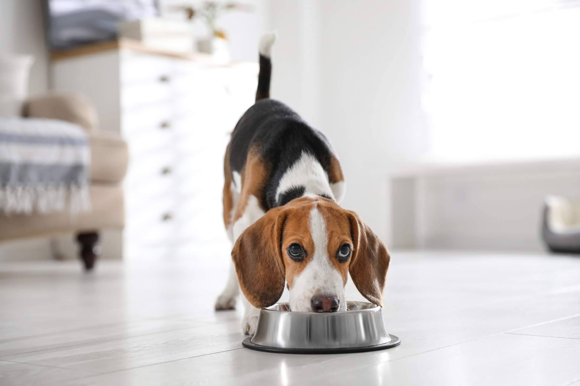 Can Xana detalla todos los beneficios de la comida para perros y gatos que ofrecen