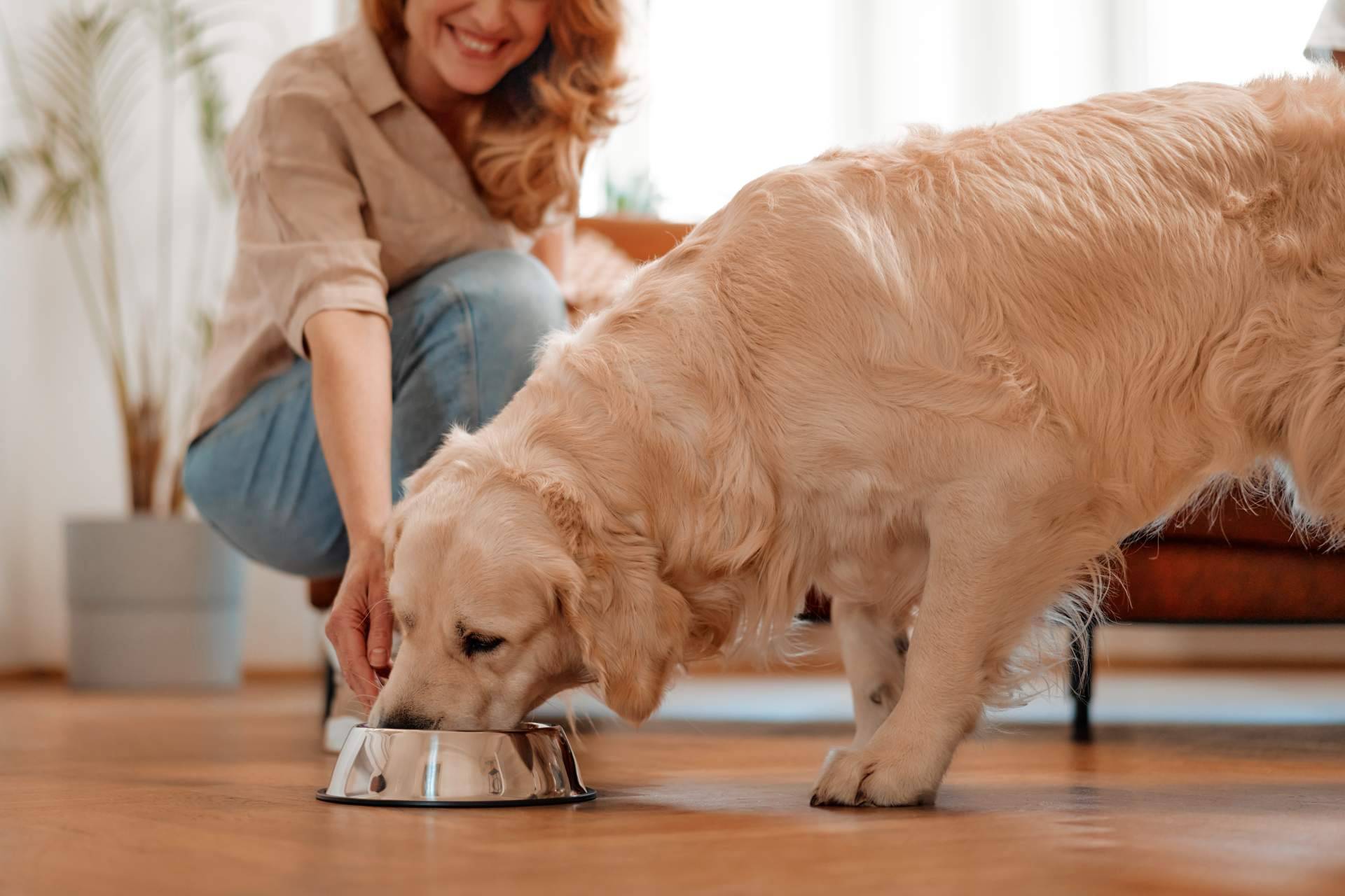 Amazdog, elegida por 4° año consecutivo como la mejor app de adopciones de España