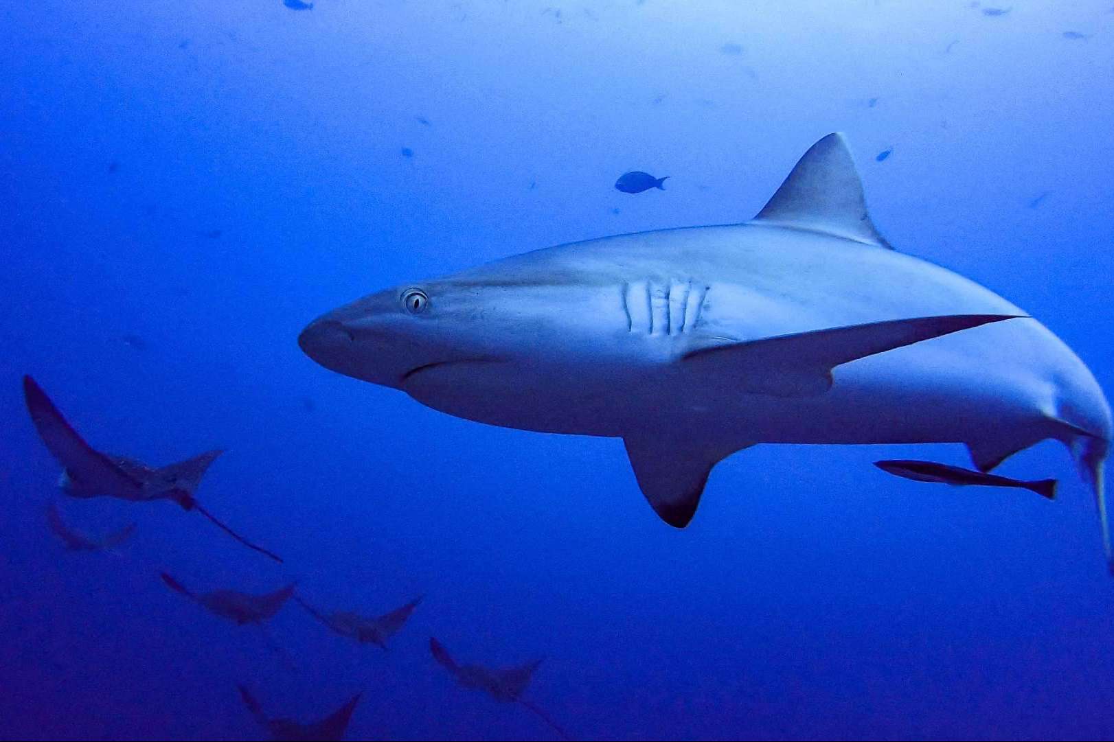 Cursos de buceo en Maldivas y la posibilidad de observar tiburones, de la mano de Drop Dive Maldives