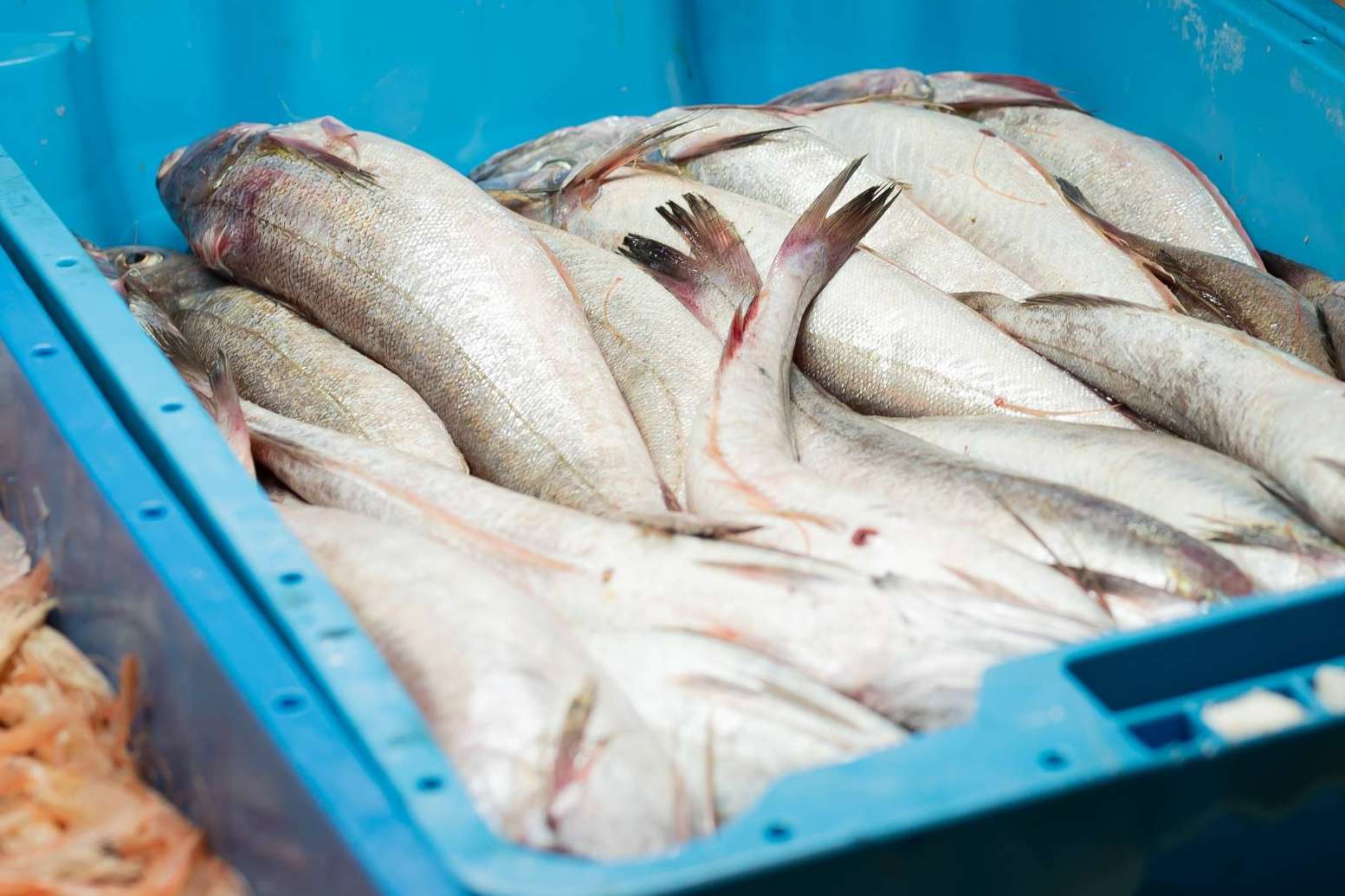 Venta de pescado y marisco fresco a toda España con Lonja de Ayamonte