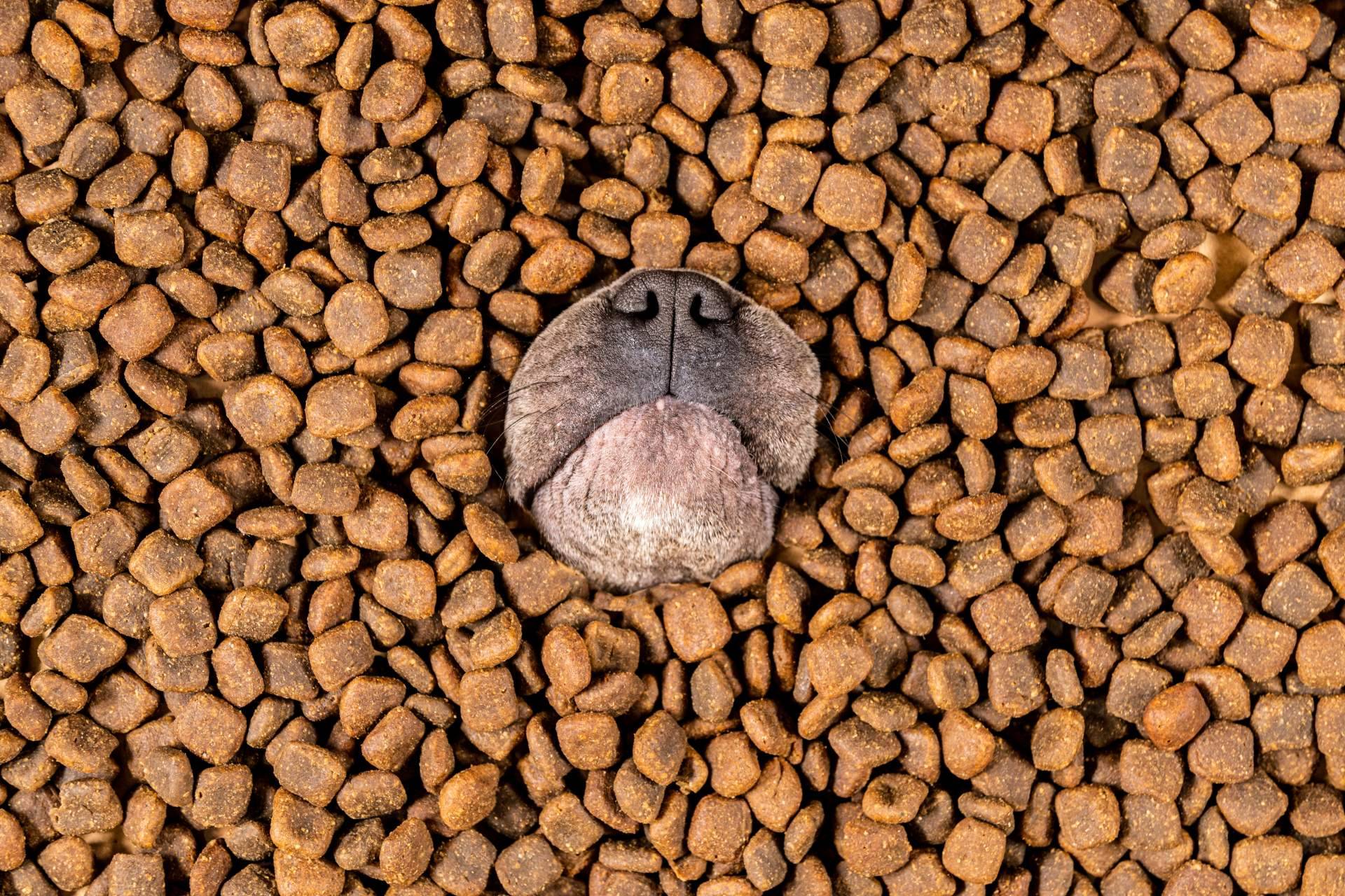 Era Pet Food ofrece pienso para perros adultos; una nutrición sobresaliente para el compañero peludo