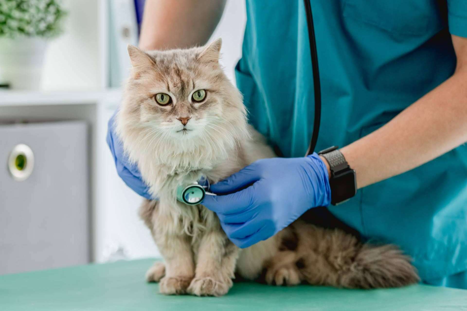Clínica Veterinaria Leganés Norte garantiza salud y bienestar animal