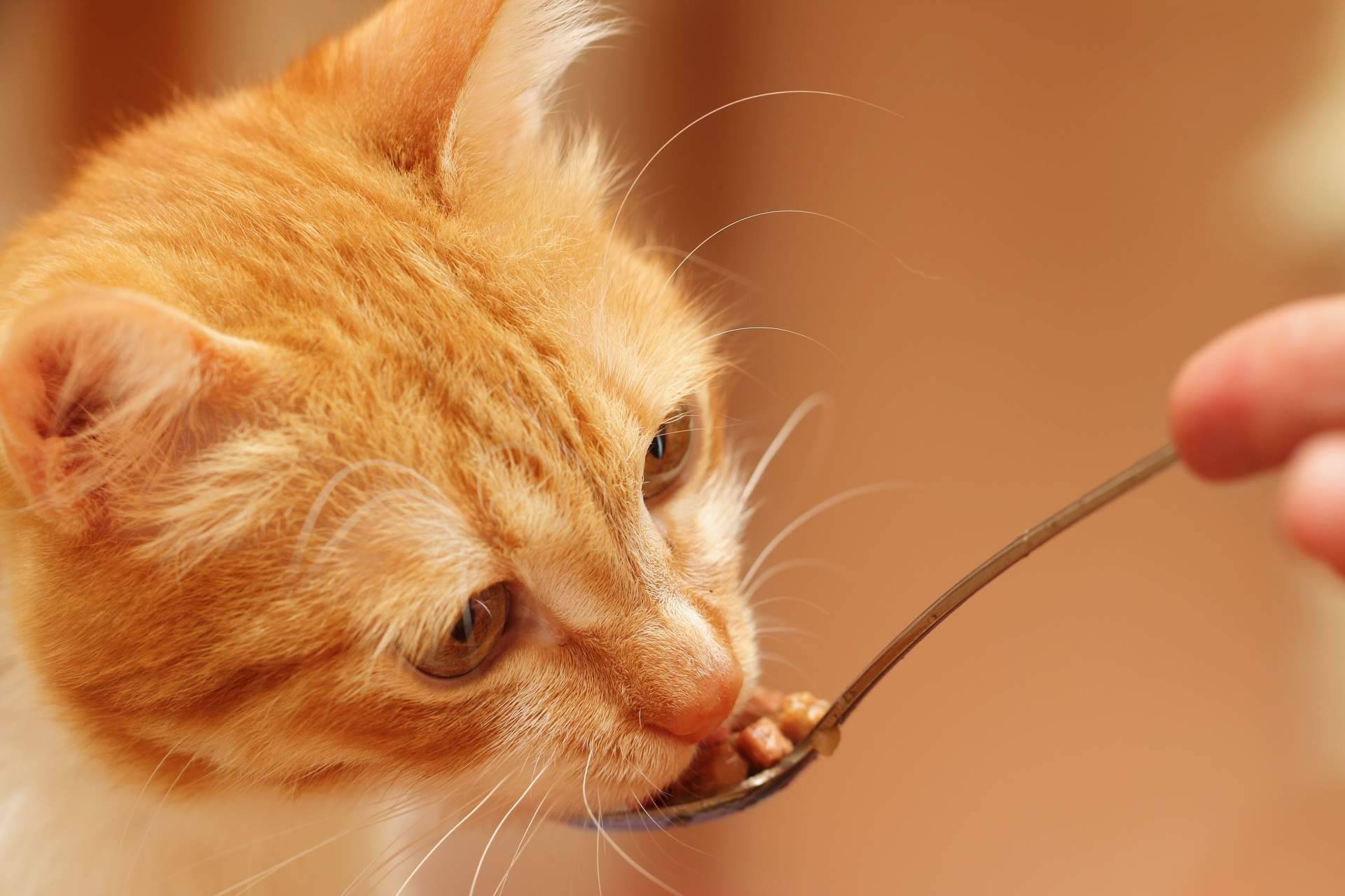 Era Pet Food cuenta con pienso para gatos adultos de alta calidad