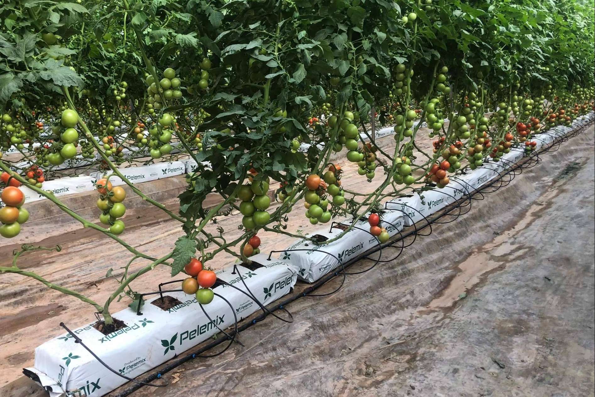 Producción y comercialización de sustratos de coco de calidad para la agricultura, de la mano de Pelemix