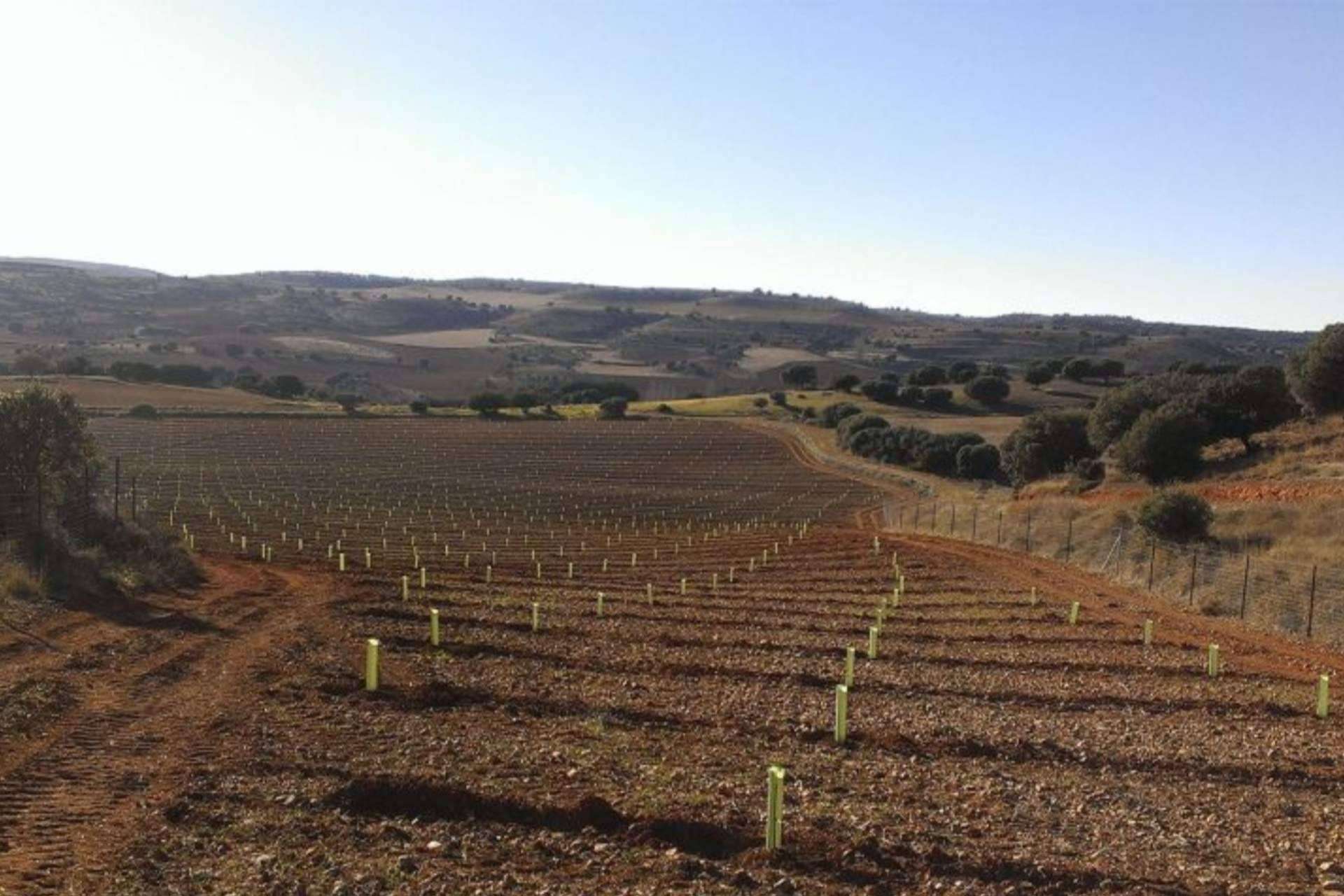 Ayudas a la Truficultura 2024, plantación de alto valor forestal, por CO2 GESTIÓN