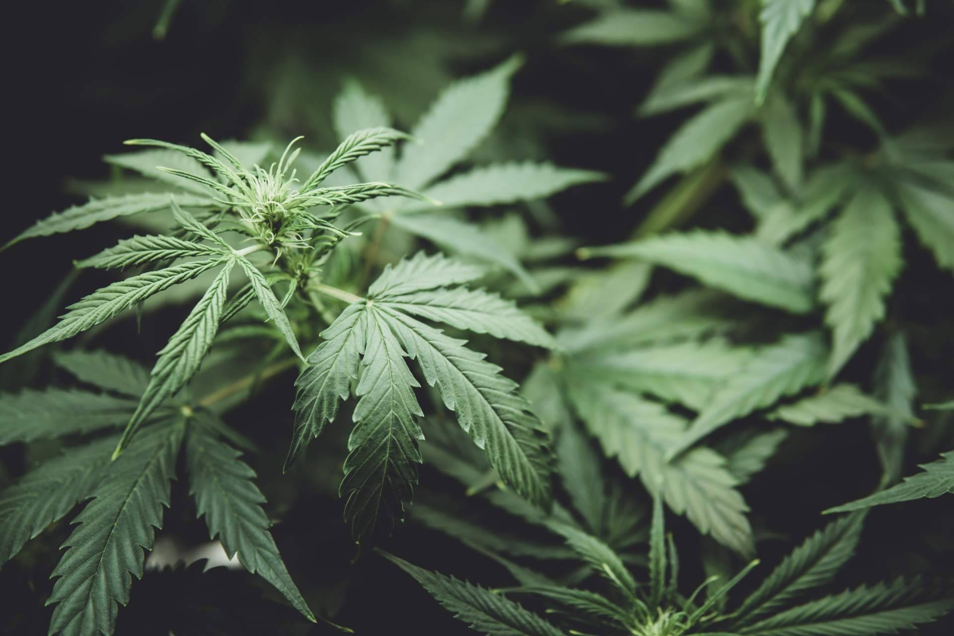 South Hemp habla del desarrollo de nano-bio-aditivos de última generación