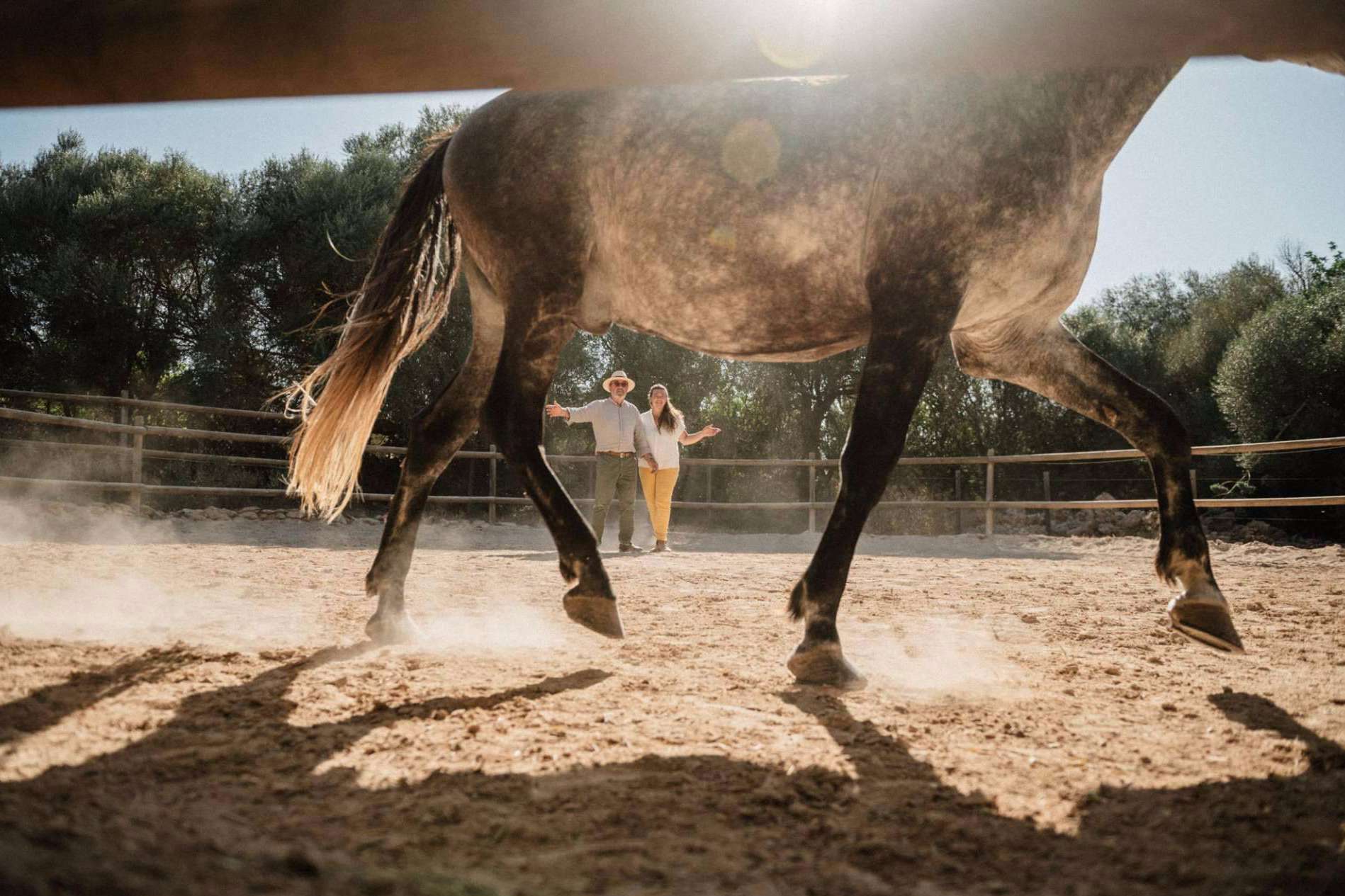 Son Cavalls ofrece coaching asistido con caballos para empresas