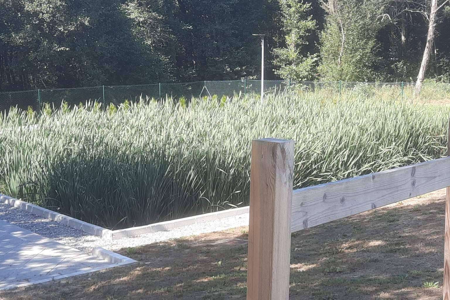 Los humedales, una alternativa medioambiental de reciclaje de aguas residuales, GoldProjects