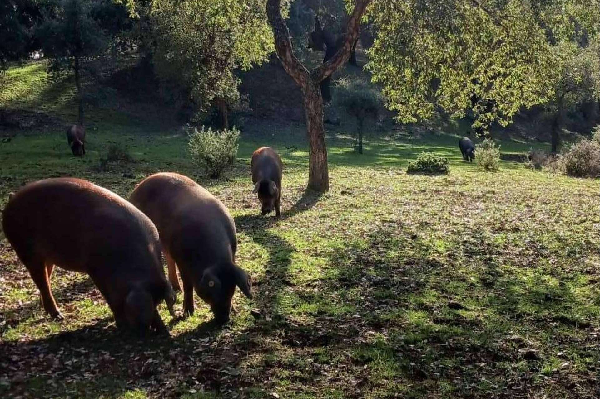 Finca Roncales, pasión por el cerdo ibérico y el jamón ibérico
