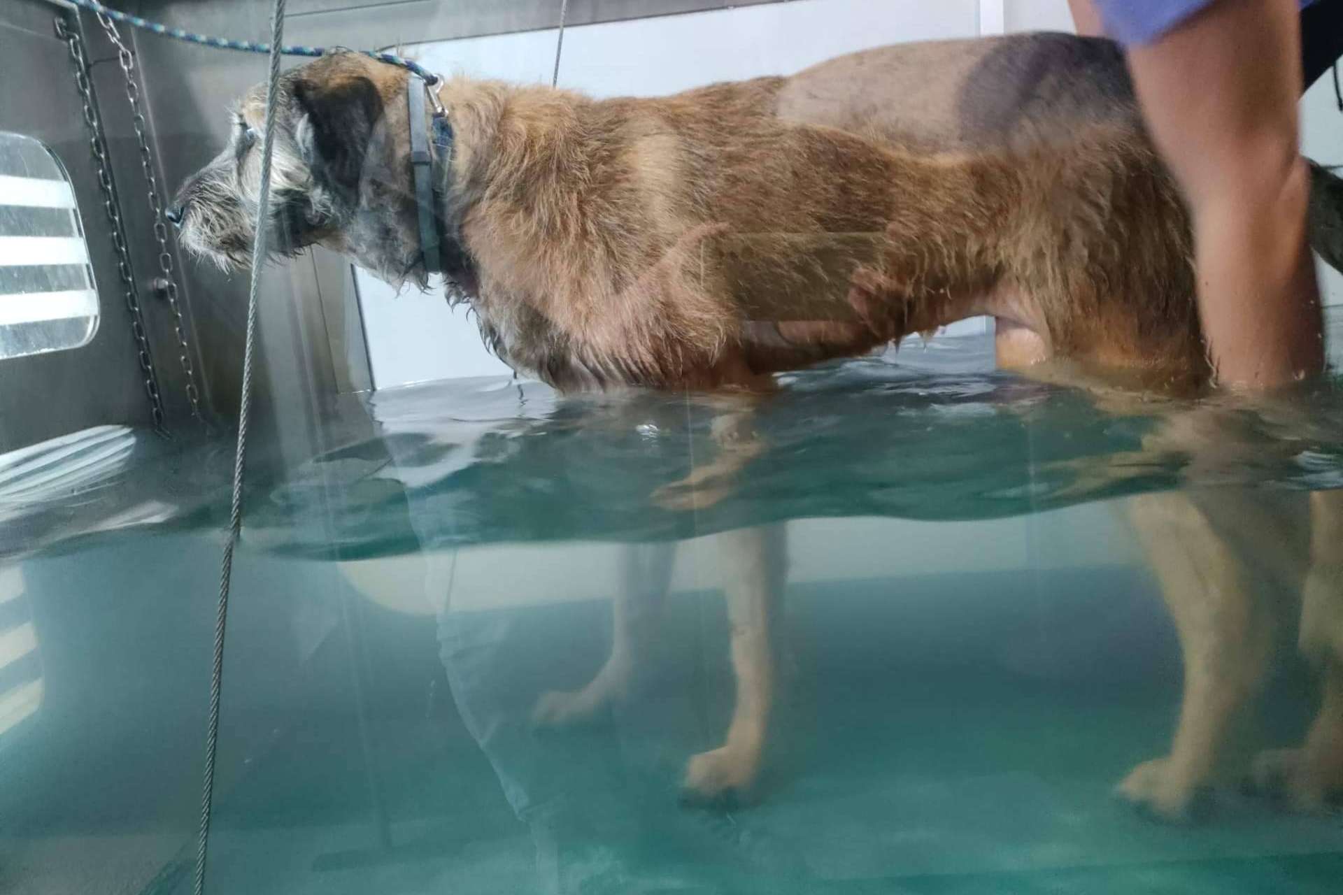 Reanimalia proporciona tratamientos de hidroterapia en cinta para lesiones en animales, en la provincia de Cádiz
