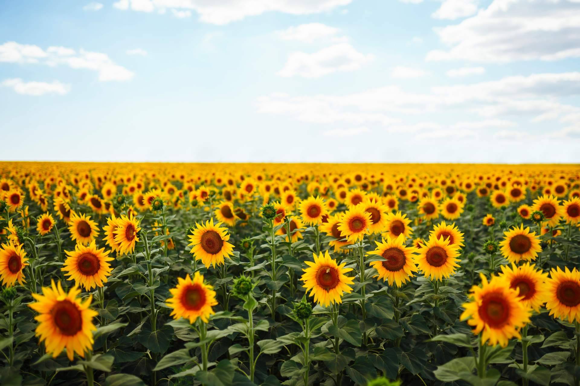 Sumergirse en la naturaleza con campos de girasoles en Barcelona