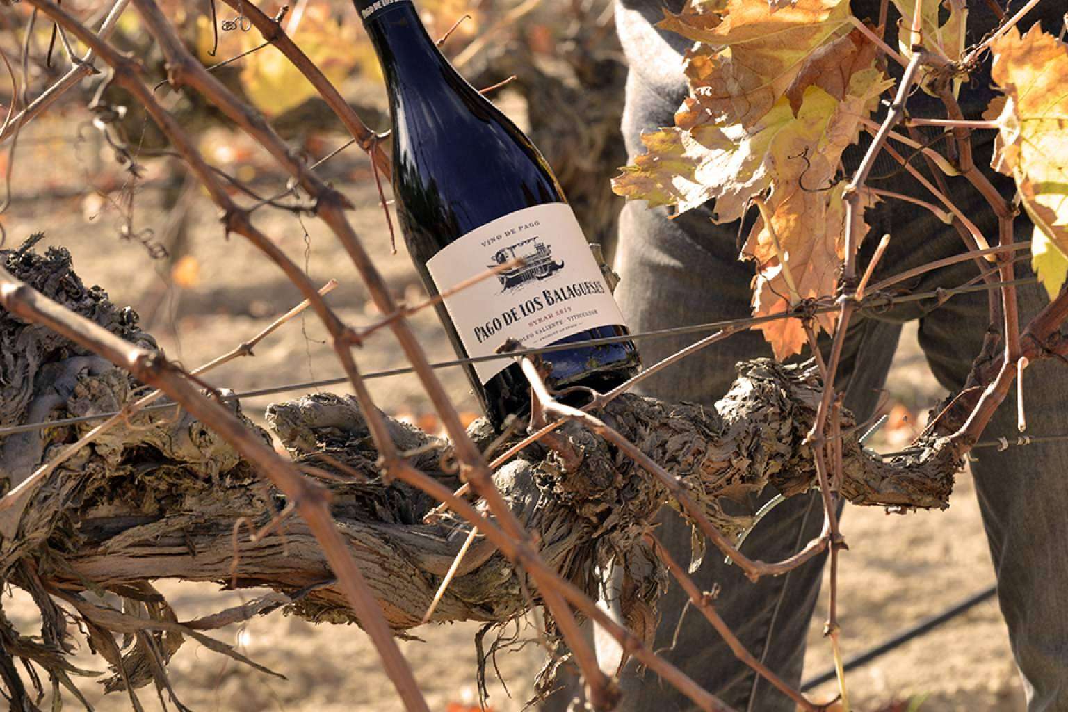 Pago de los Balagueses, un vino de pago que fusiona calidad y sostenibilidad