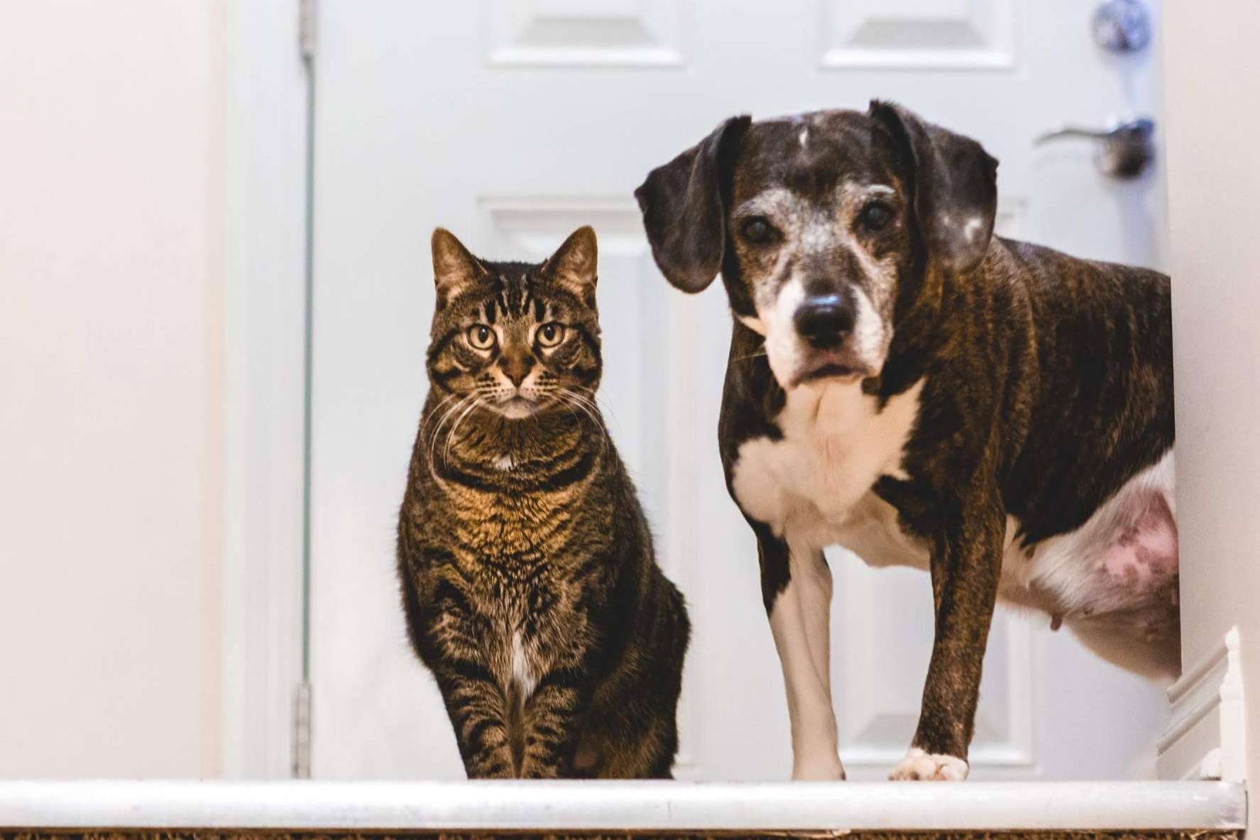 Mascotas Adopción es una plataforma especializada en la adopción de animales en España