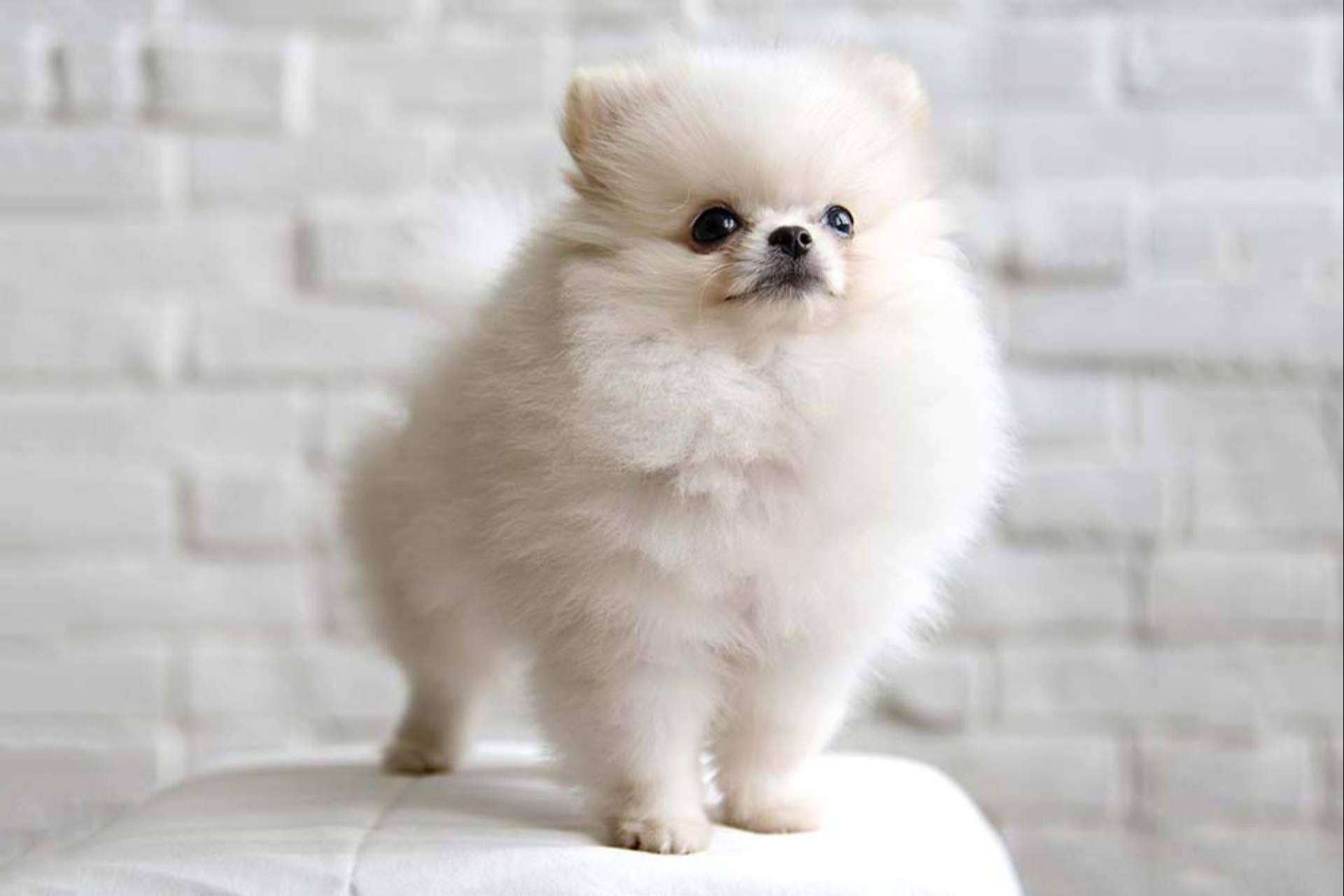Dogfy Diet ofrece una guía completa sobre la raza de perro Pomerania