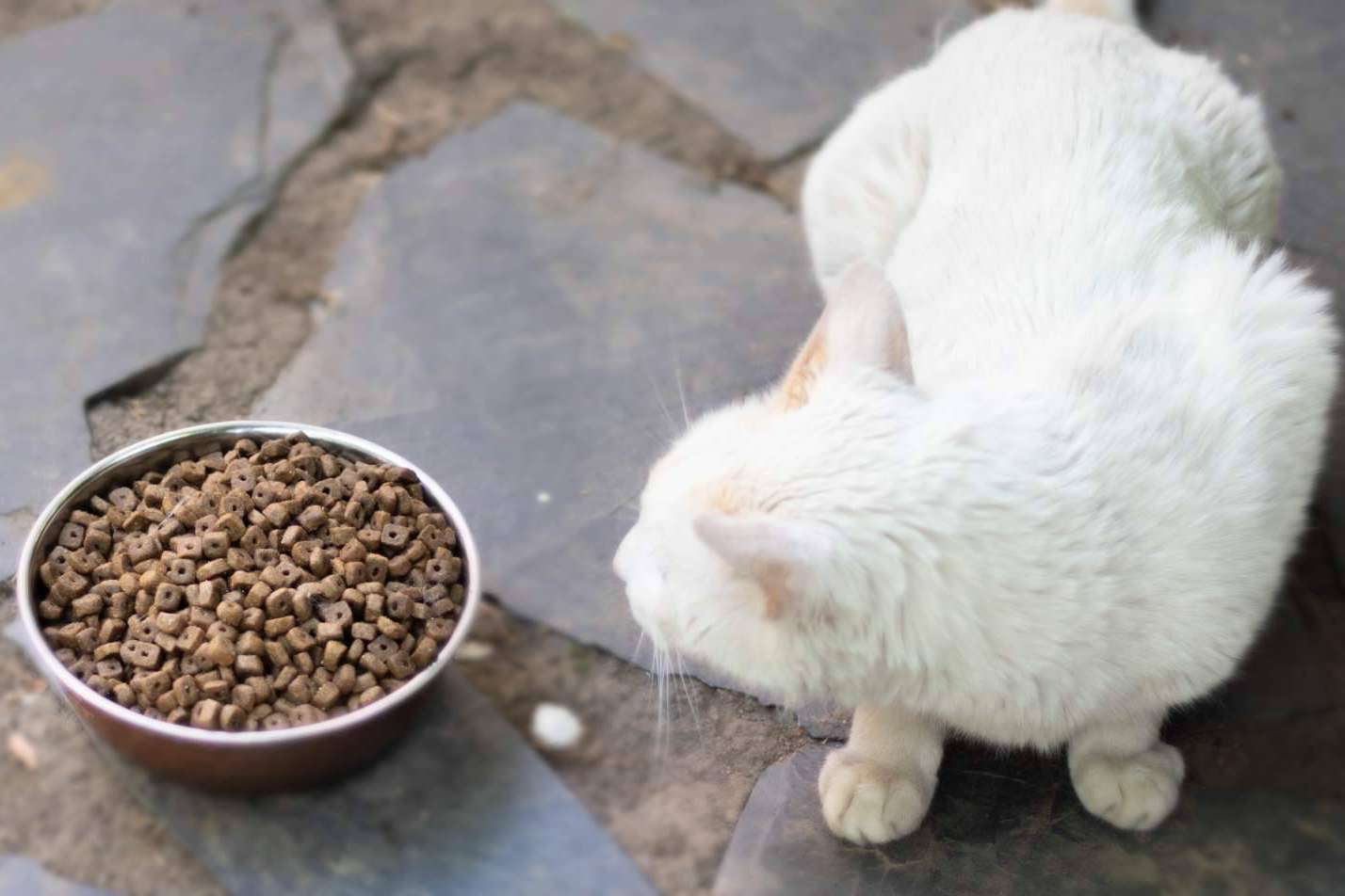 Pienso Solidario Feral, la opción nutricional para gatos ferales que contribuye a su bienestar