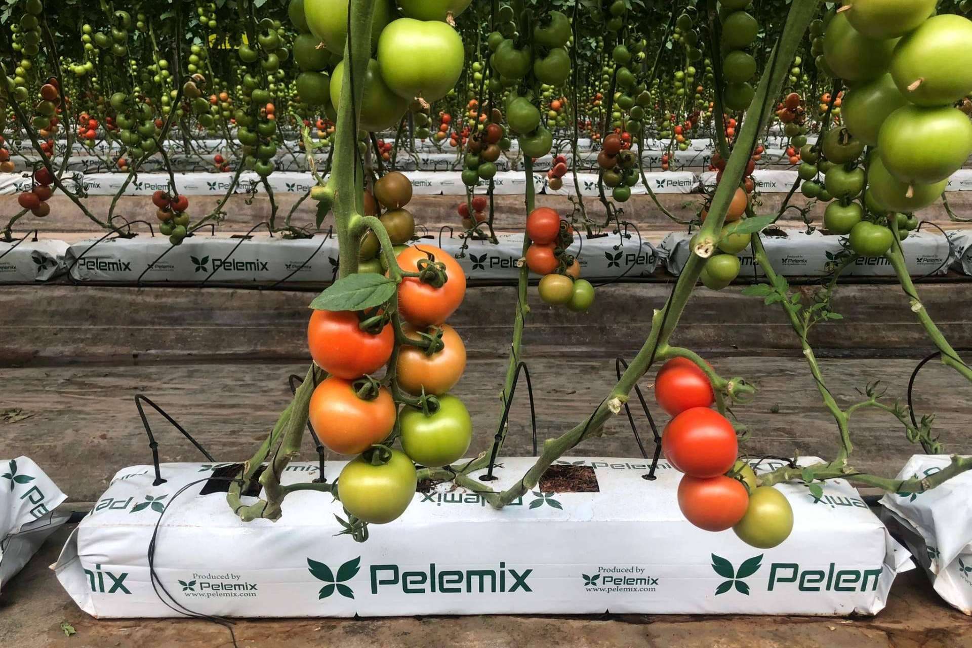 Sustratos de coco, la clave para cultivos de tomates en invernaderos