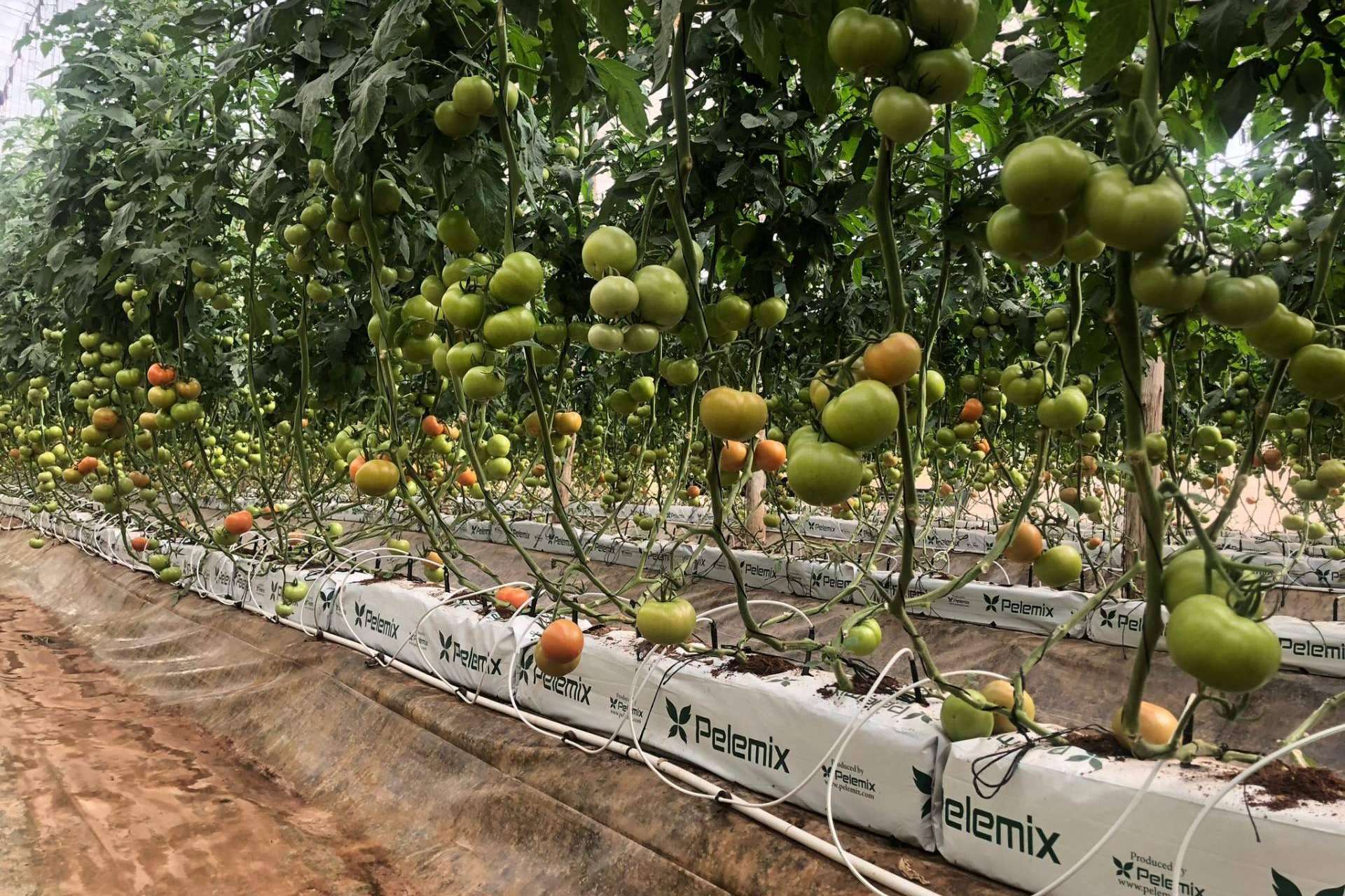 El futuro de la agricultura para el 2025
