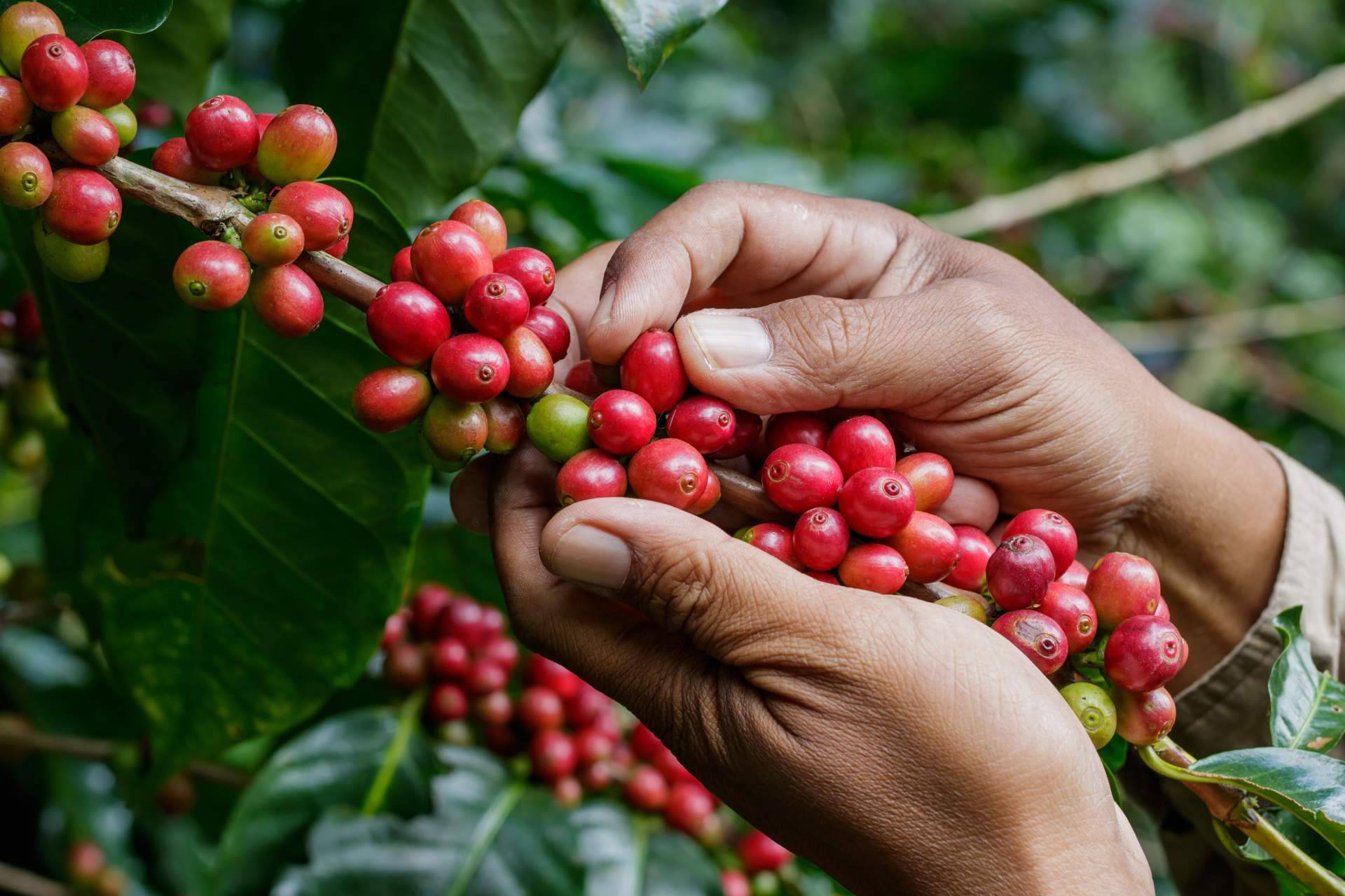 El café de la finca a la taza, CAFEPARACASA transforma el café en casa con granos de especialidad