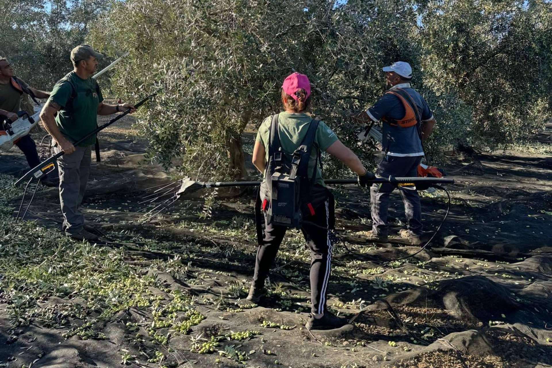 Tercio de las Torres, el aceite de oliva gourmet que conquista los sentidos