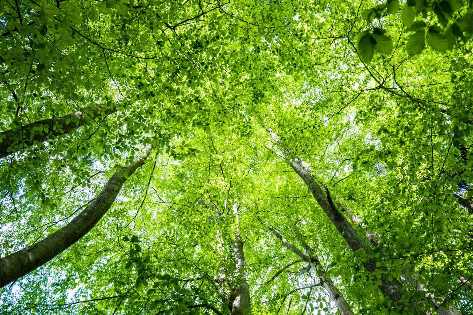 Periodismo y sostenibilidad, cómo ECOticias.com informa sobre el cambio climático y la energía verde