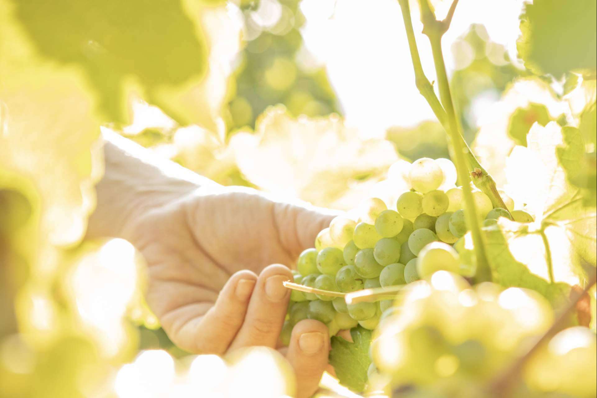 Vegamar fusiona tradición y modernidad en vinos gourmet del Alto Turia