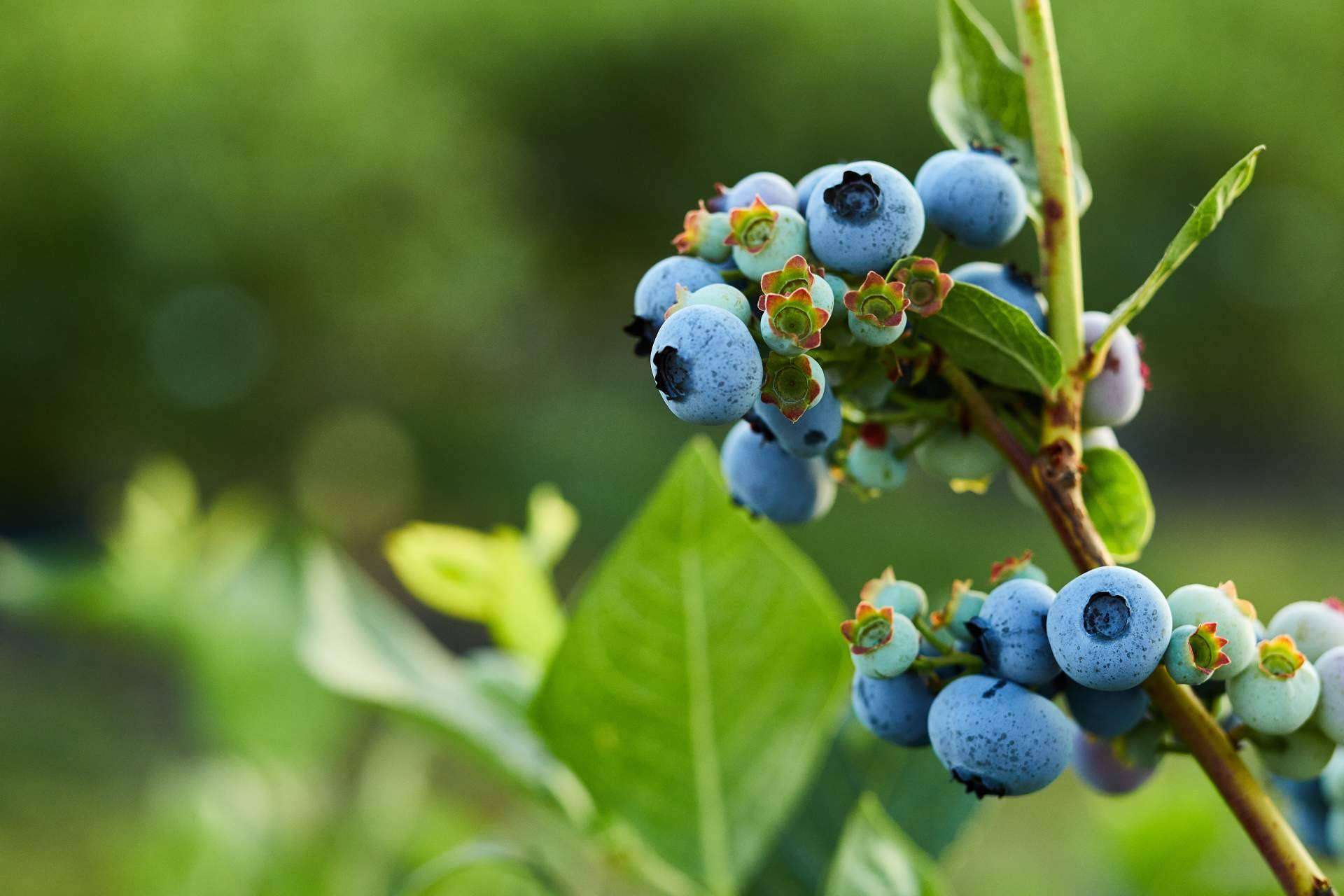 BELCA refuerza la cadena de producción del arándano en Perú con sus sistemas avanzados de envasado
