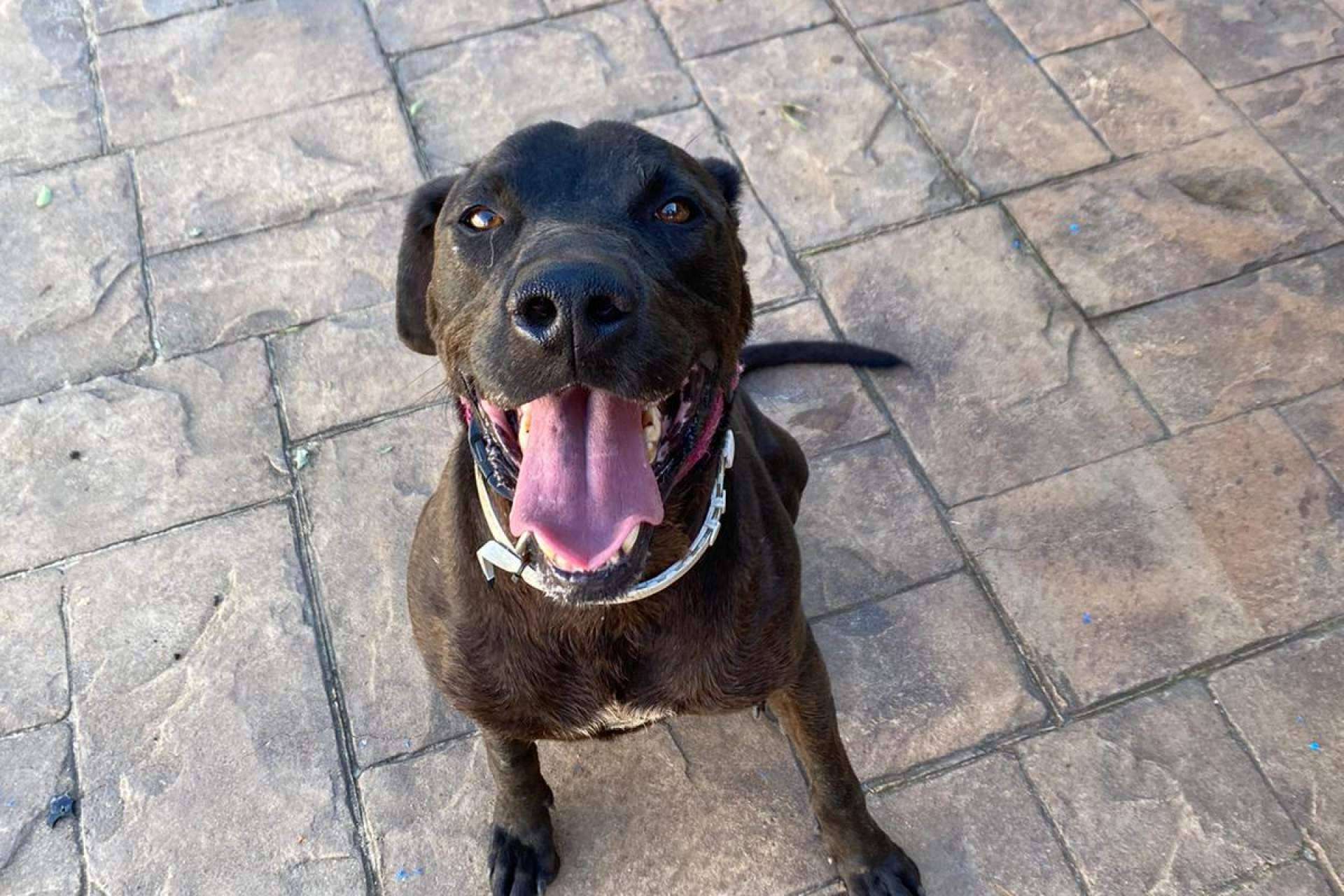 SOS Salvando Vidas rescata y protege perros en situación crítica hasta encontrarles un hogar