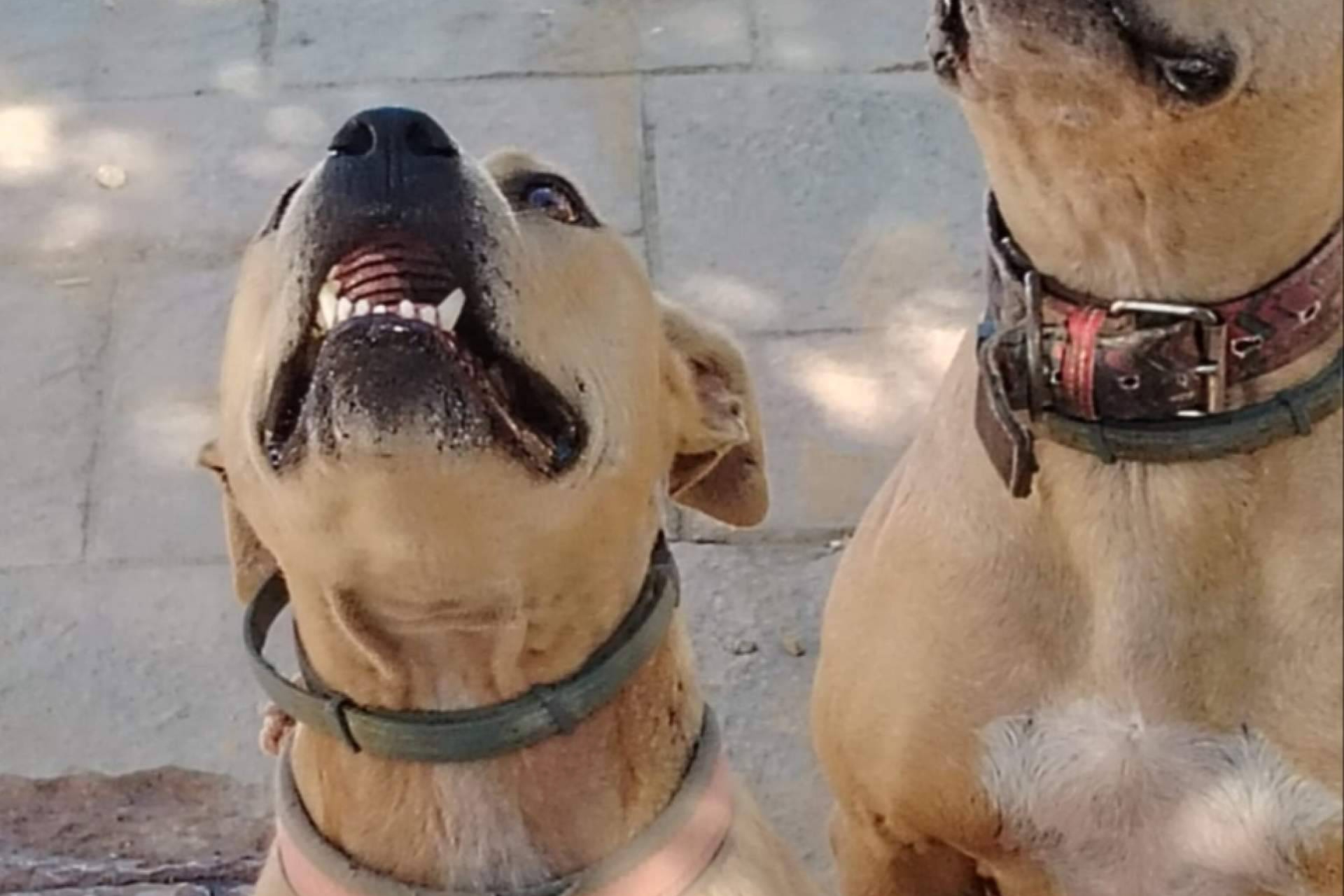 SOS Salvando Vidas España defiende el derecho a adoptar perros sin etiquetas ni prejuicios de raza