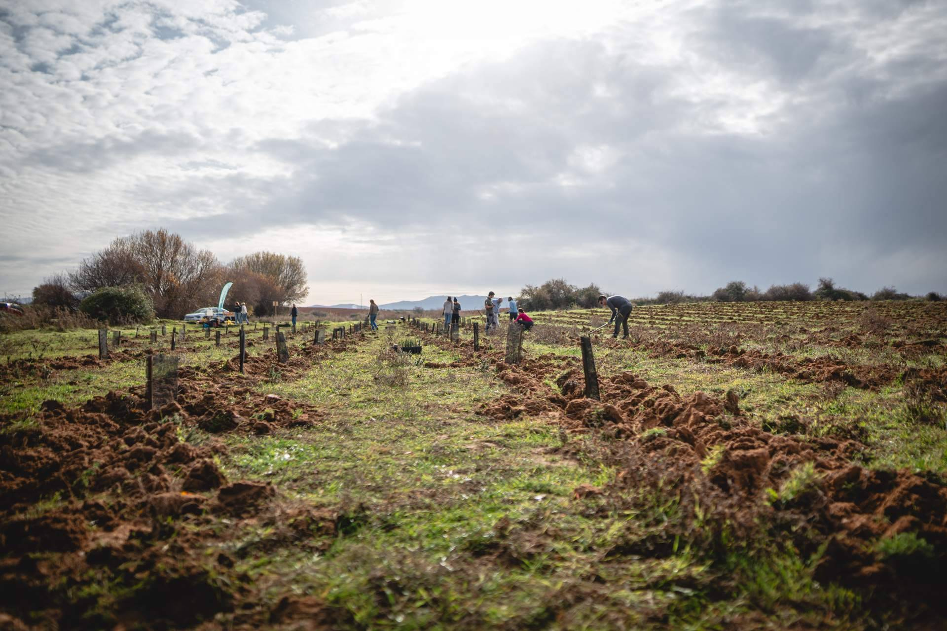 Día Internacional de los Bosques, la reforestación conecta empresas y territorios en la Comunidad de Madrid